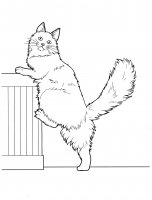 disegni/gatti/gatti_cats_ 20.jpg
